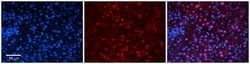 ZNF419A Rabbit anti-Human, Polyclonal, Novus Biologicals 100 &mu;g | Buy Online | Novus Biologicals | Fisher Scientific